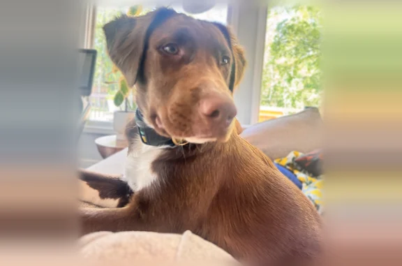 Lost dog, Sparta, New Jersey, Chicago - male, 6 month puppy - photo