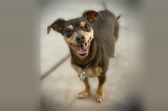 Lost dog, Lancaster, California - female Chihuahua mix - photo