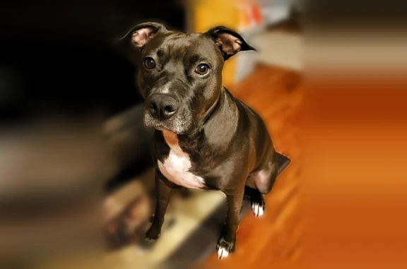 Lost dog, White Oak Trail, 48, Chapel Hill - female, black with white markings - photo