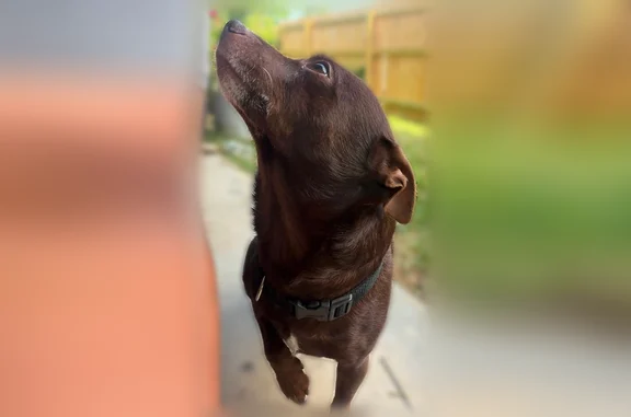 Brown small dog with a white patch on his chest. Most likely will not respond to English only Spanish. He is collar less as he escaped from his harness at the sound of a firework.