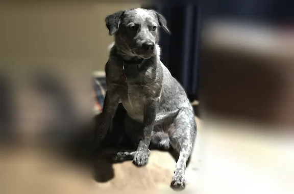 Lost dog, Majestic Oaks Court, 808, Mansfield - male blue heeler - photo