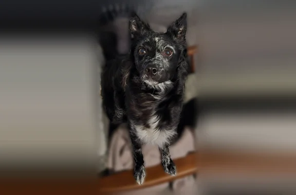 Lost dog, Taliwa Drive, 433, Knoxville - female - photo