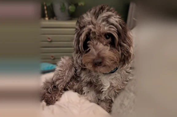 Lost dog, Pravas Lane, 135, Graham - female, very skittish and scared - photo