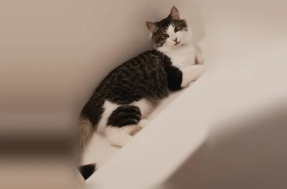 Lost cat female, Devonwood Drive Northeast, 3276, Grand Rapids - black, white and grey - photo