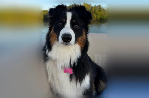 Lost dog, Colonial Shores Drive, Chattanooga - friendly tri-color Aussie - photo