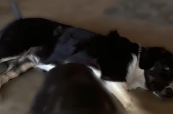 Lost dog, Walker Cemetery Road, Pleasant View, Arlington - female, no tail, mostly black - photo