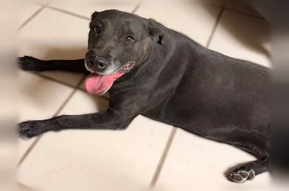 Found pets El Paso, photo: Found dog, Ralph Janes Place, 1922, El Paso - female, very friendly