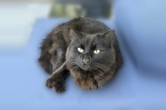 Lost pets Bozeman, photo: Missing cat Male, Bozeman (usl541736)