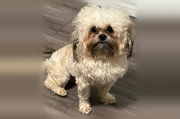 Lost dog, West 19th Street, 644, North Little Rock - blonde male shipoo - photo