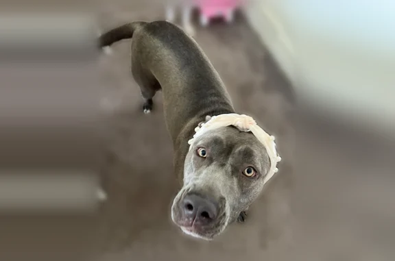 Lost female dog, Huntingdon, Tennessee, Nashville - grey lab/corso - photo