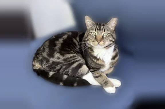 Lost pets Bozeman, photo: Lost Cat, Blackbird Drive, 3168, Bozeman - large adult male tabby with a lime green collar