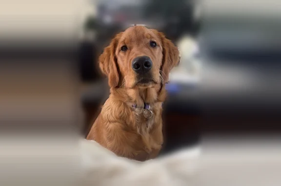 Lost dog, South Drive, 322, Los Angeles — female Golden Retriever with collar - photo