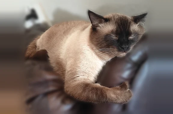 Lost cat, East 250 North, 252, Ivins - sweet cocoa Siamese-like male - photo