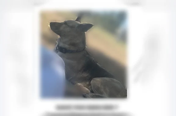 Lost dog, West Rancho Dominguez, California, Oceanside - photo