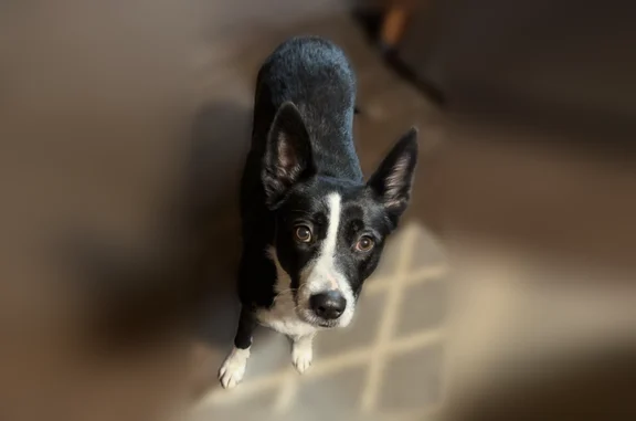 Lost dog, female, Covenant Court, 107, Pelzer, Fountain Inn - all black with a white chest - photo