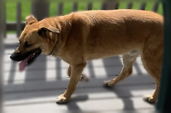 Found dog, Happy Valley Road, Idaho, Kuna - male, caramel colored, with a choke collar - photo