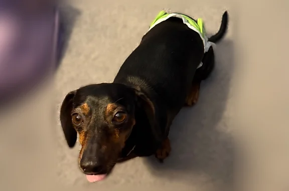 Lost dog, female, Bramblewood Drive, 14934, Houston — black/brown dachshund - photo