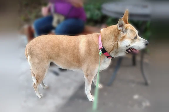 Found pets Portland, photo: Found dog, North Salem Avenue, 6520, Portland - female with pink collar