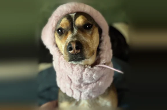 Lost dog, Robbins Lane, 25, Whitehall, Arlington - female, skittish, pink cheetah print collar with tags - photo
