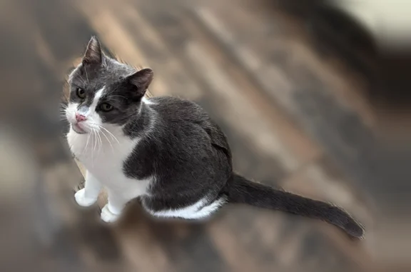 Missing cat Brewer, photo: Lost cat, Eastern Avenue, 493, Brewer - male, gray & white, long tail