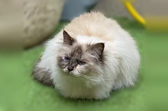Chat perdu, femelle, Rue de la Résistance, 11, Saffré - calme et sociable - photo