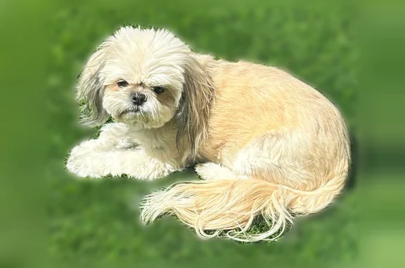 Lost dog, Dalecrest Drive, 3800, Las Vegas - female Shitzu - photo
