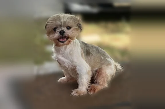 Lost dog, Resaca Santa Drive, 24783, San Benito, Mundelein - female, freshly groomed - photo