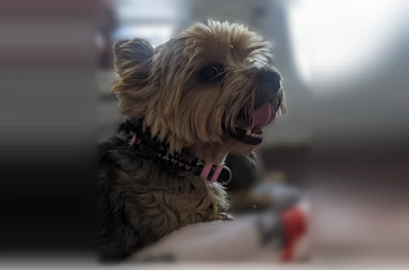 Lost dog, Taft Boulevard, 113, San Antonio, Houston - female, brown, chipped - photo