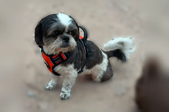 Lost dog, West Saint Francis Avenue, 521, Alton - calm, scared of fireworks - photo