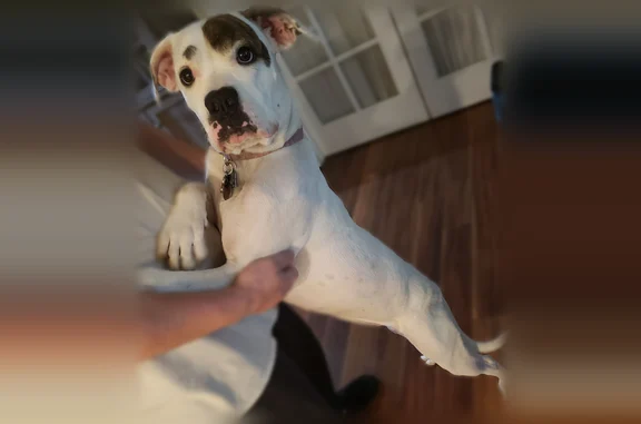 Lost dog, Baldridge Canyon Drive, Oceanside - female American Bulldog with a brown patch on her left eye - photo