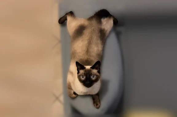 Chat perdu mâle, Rue du Clos du Beau, 20, Terres-de-Haute-Charente, Roumazières-Loubert - siamois peureux de 4kg - photo