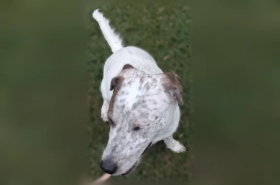 Lost dog, Tennis Drive, 1320, Bedford — female, white with black specks and a brown angel wing on the right side - photo