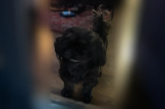Found pets Corpus Christi, photo: Found dog, Laurel Drive, 306, Corpus Christi - male, super friendly