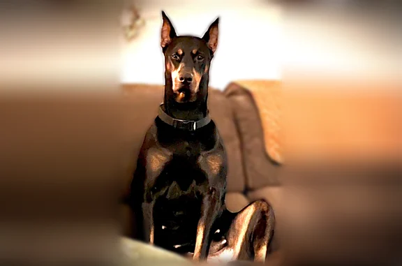 Lost pets Prague, photo: Lost dog, female, Prague, Arkansas — microchipped Doberman with cropped ears and tail