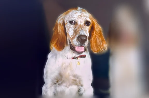 Chien perdu femelle, Angelard, 4541, Compreignac - très sociable - photo