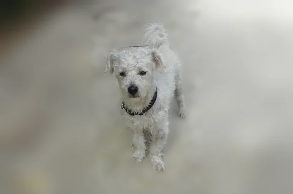 Animaux perdus et trouvés Rennes, photo: Chien trouvé mâle, Rue Georges Charpak, 8, Rennes - petit chien blanc avec collier noir