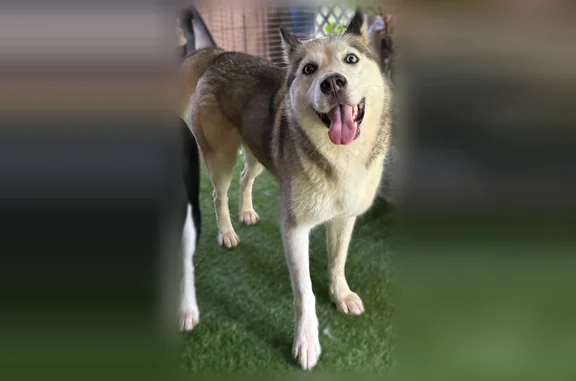 Found dog Gainesville, photo: Found dog, Venture Drive, 2531, Gainesville - very friendly husky