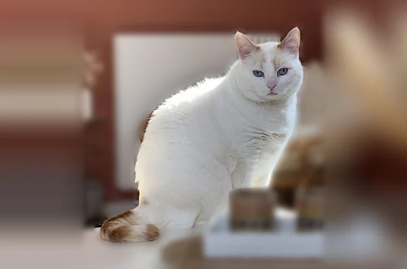 Chat perdu mâle, Rue Jean Louis Débar, 1, Reims, Paris - blanc, yeux bleus - photo