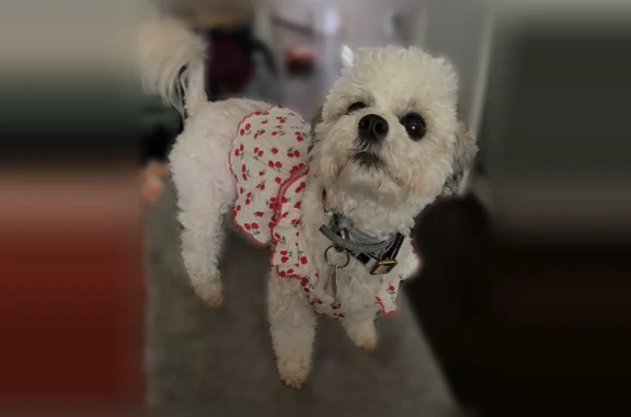 Lost dog, Arlington Drive, 10, Covington - female maltipoo - photo