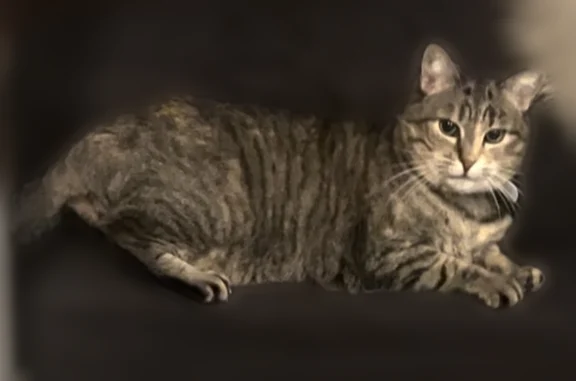 Chat perdu, Paris, photo: Chat perdu, femelle, Rue Devic, 55, Toulouse, Paris - tigrée grise, pucée