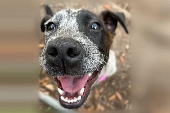 Lost dog, Buffalo Pass Drive, Lytle - friendly, protective female - photo