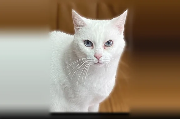 Chat perdu femelle, Halluin - timide, mince - photo