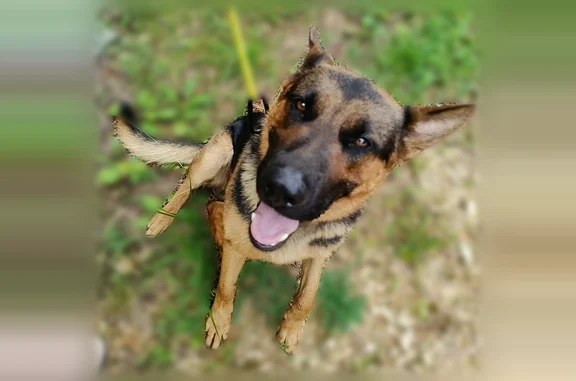 Appears to be a German shepherd male, had a piece of his cable hanging from his collar, appears well groomed and taken care of, is a sweet dog, was just scared and wanted inside