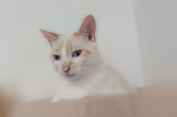 Chat perdu mâle, Rue Jean Vilar, Dreux, Paris - blanc avec taches rousses sur le front - photo