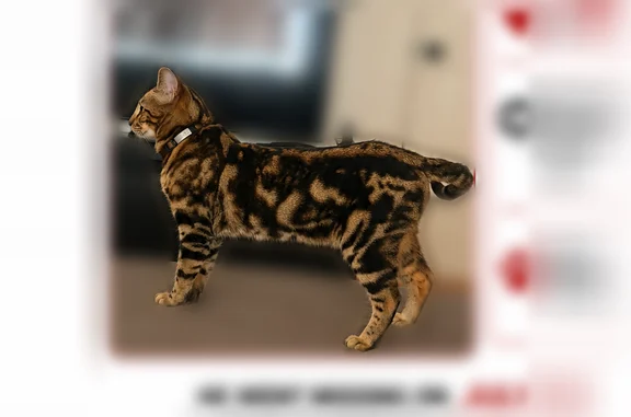 Lost pets Burbank, photo: Lost cat, East Cypress Avenue, 631, Burbank - male