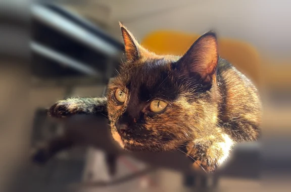 Chat perdu, femelle, Rue Voltaire, Amiens - écaille de tortue, petite et mince - photo
