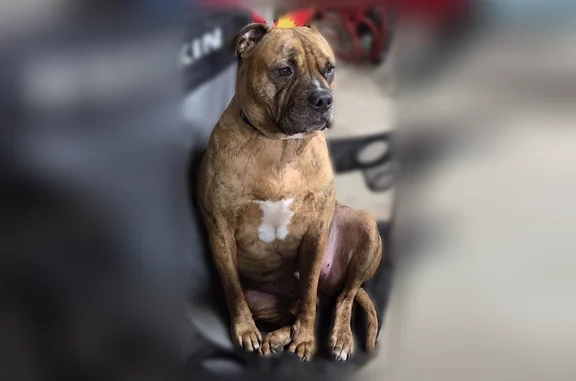 Lost dog, Bixby Place, 10292, Blooming Prairie, Kenyon - female Pit Bull - photo