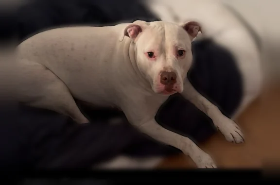 Found dog Tucson, photo: Found dog, East Elm Street, 2049, Tucson — white female pit bull