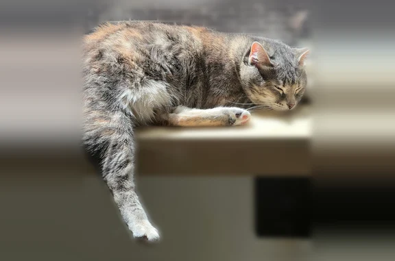Lost cat, female, Amherst Place West, 1812, Seattle - gray-brown tabby, spayed - photo