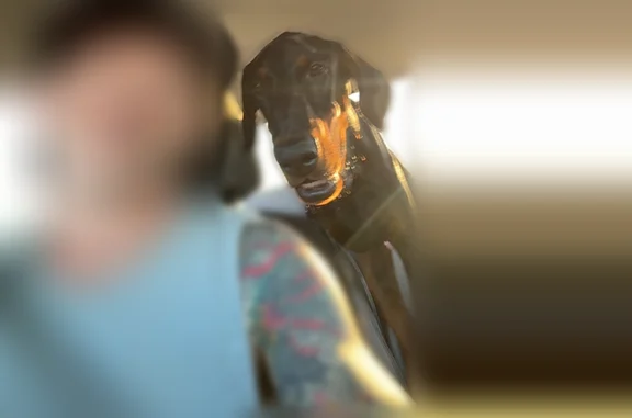 Lost dog, East Bates Street, 116, La Plata - male - photo